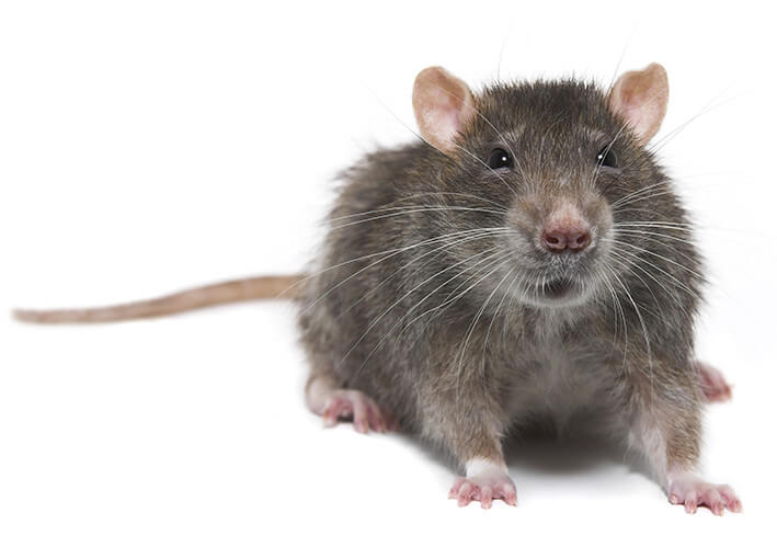 muizen bestrijden ongediertebestrijding rijnmond